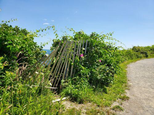 Nature And Newport, The Ivy Lodge